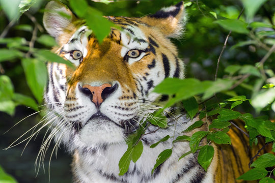 Tiger stripes and green leaves
