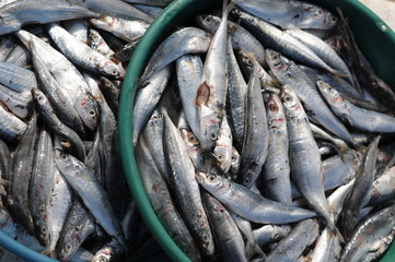 Fototapeta premium Pêche