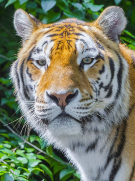 Tiger stripes and green leaves