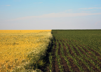 agriculture, contrasting field, young shoots of corn and rapeseed field,