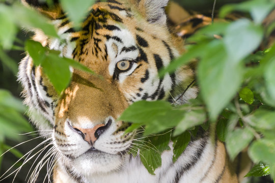 Tiger stripes and green leaves