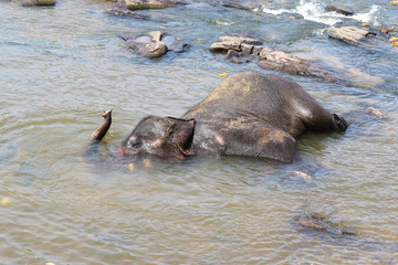 Asian elephant Elephas maximus bathing in the river, Sri Lanka