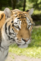 Tiger stripes and green leaves