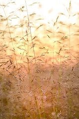 Blurred Picture With Grass And With A Sunset In The Background.