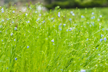 Green meadow Grass on the field during sunrise
