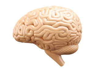 Human brain, side view, anatomical illustration.