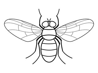 Fly contour illustration