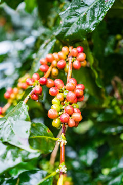 Coffea Arabica plantation, Coffee beans ripening on the rainy day