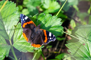 Fototapeta na wymiar Butterfly Admiral (Vanessa Atalanta) On A Leaf On A Sunny Day.