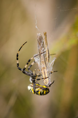 Spider-Wasp (Argiope Bruennichi) Entangles Its Victim (Grasshopper) In A Web. Close-Up.