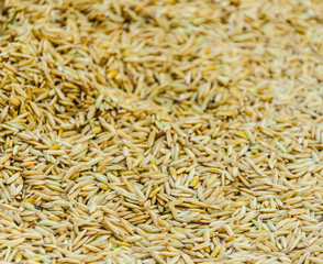 Close up paddy rice