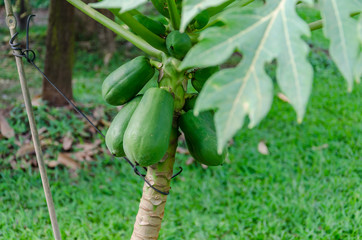 Obraz premium Papaya in farm ,Thailand