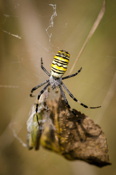 Spider-Wasp (Argiope Bruennichi) Entangles Its Victim (Grasshopper) In A Web. Close-Up.