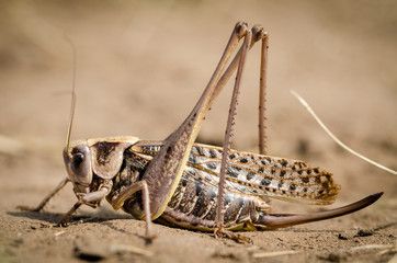 Grasshopper Is Green Or Grasshopper Common (Tettigonia Viridissima) On The Ground. Close-Up.