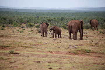 Fototapeta na wymiar Elephant Family - Addo Elephant Park - South Africa