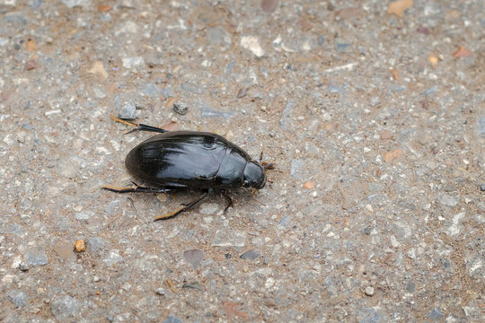 Great Silver Water Beetle (Hydrophilus Piceus) On The Asphalt. Macro. Close-Up.