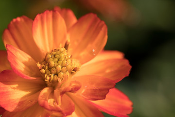Close up of Beautiful flower with Droplet pattern background