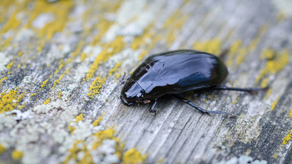 Great Silver Water Beetle (Hydrophilus Piceus) On A Wooden Board. Macro. Close-Up.