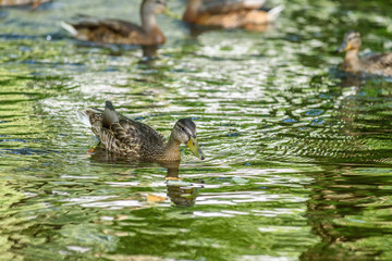 ducks swim in the pond