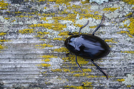 Great Silver Water Beetle (Hydrophilus Piceus) On A Wooden Board. Macro. Close-Up.