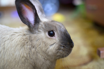Charming grey rabbit