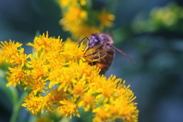 bee collects the nectar on the flowers of the Canadian goldenrod on a hot