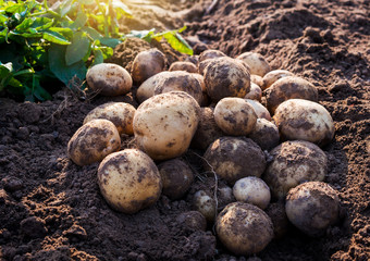 fresh organic potatoes