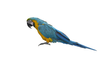 Blue and gold macaw isolated on white background