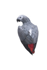 Parrot African Grey isolated on white background