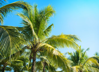 Obraz premium Coconut Palm tree