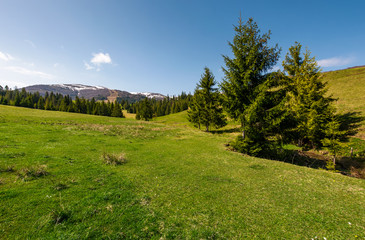 Fototapeta na wymiar coniferous forest on a grassy hillside. lovely springtime scenery at the foot of Borzhava mountain ridge. location - Pylypets, TransCarpathian region, Ukraine