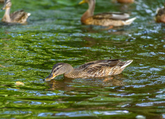 ducks swim in the pond