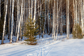 Winter forest in the Urals. white snow, birches, ski tracks in the snow