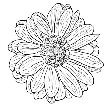 Beautiful monochrome sketch, black and white dahlia flower isolated