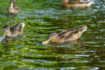 ducks swim in the pond