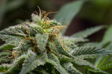 Cannabisblüten Indoor Zucht