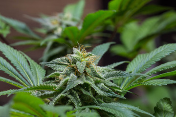 Cannabisblüten Indoor Zucht