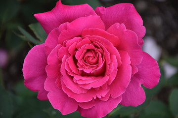 Pink Rose Isolated