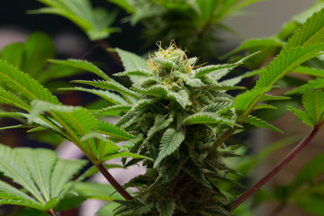 Cannabisblüten Indoor Zucht