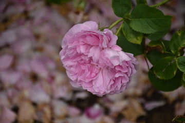 Pink Rose with Petals