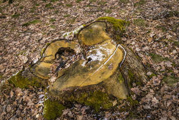 Tree stump
