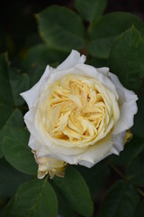 White Yellow Rose