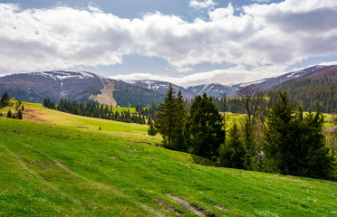 Obraz premium spruce forest on grassy hills in mountains. Borzhava mountain ridge with snowy tops in the distance on a cloudy day