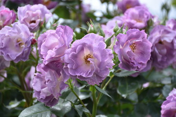 Naklejka na ściany i meble Purple Roses Background