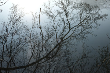 Baum spiegelt im Wasser