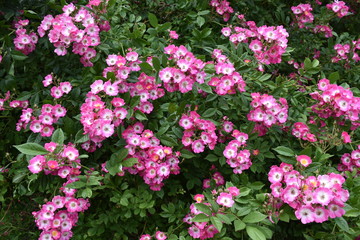 Fototapeta premium Pink Flowers Background