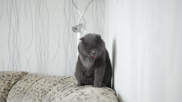 A beautiful Scottish cat is washed