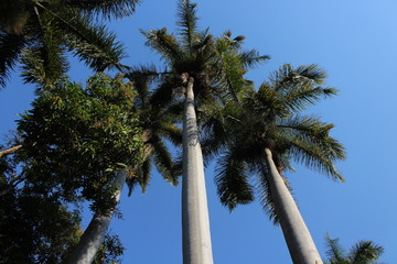 Palmen
