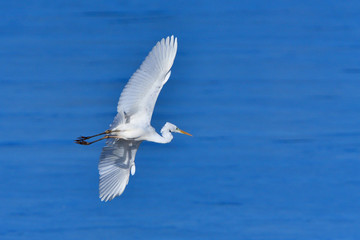 Silberreiher im Flug