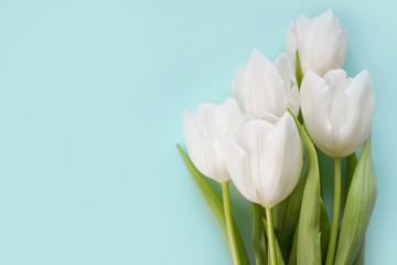 White tulips on blue background.Spring flowers,template for greeting cards
